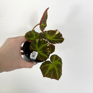 Begonia soli-mutata (variegated) [#2309]