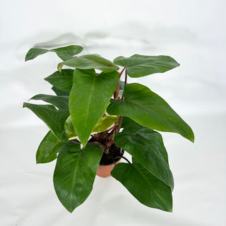 Z-4517 - Philodendron erubescens 'Red Emerald' (Non-TC)