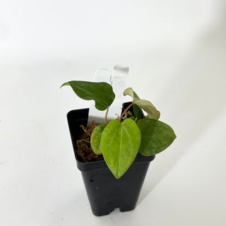 Anthurium 'Not The Mama'/forgetii x 'Amelia's Delight' [#1674]