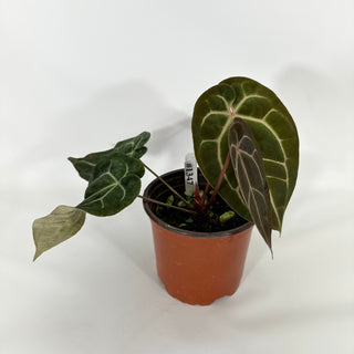 Anthurium 'Zara'/'Michele' x aff. besseae [#1347]