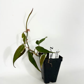 Z-4704 - Philodendron hederaceum ‘Micans Halo’