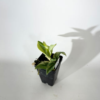 Z-5123 - Scindapsus pictus 'Rubicon'