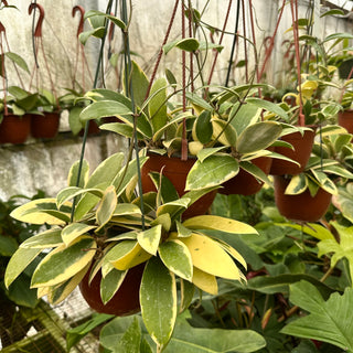 Hoya verticillata albo-marginata