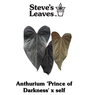 Anthurium 'Prince of Darkness' x self - 2 Seedlings [#1476]