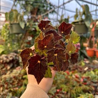 Begonia 'Hallow's Eve'