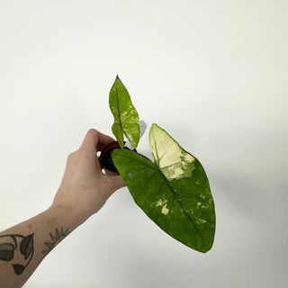 Z-5162 - Alocasia plumbae variegata (Black Stem)