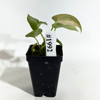 Anthurium 'Arnold Schwarzenegger' x self [#1992]