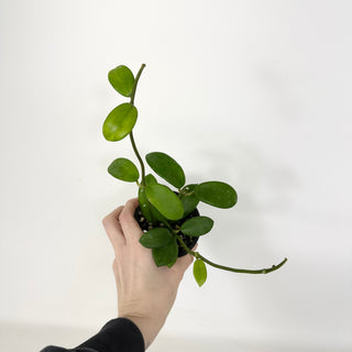 Hoya liangii [#2292]