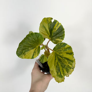 Begonia cucullata (variegated) [#2104]