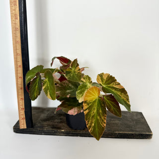 Begonia ‘Withlacoochee’ (Variegated) [#2103]