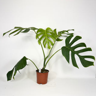 Monstera deliciosa var. sierrana [#2116]