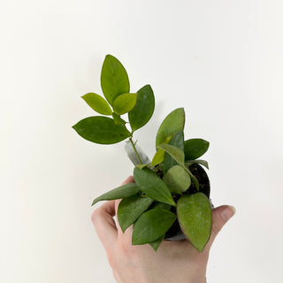 Hoya cv. RHM 030-11 (lucardenasiana x sp. Pola) [#1700]