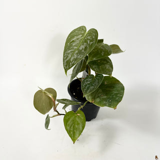 Philodendron aff. brandtianum (Shingling Form)