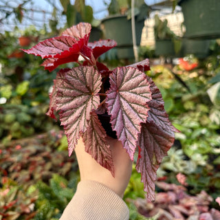 Begonia 'Gypsy Rose'