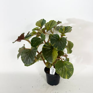 Begonia cucullata (variegated) [#2268]