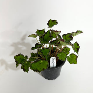 Begonia 'Steve's Leaves Donnie Brown'