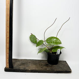 Hoya verticillata ksb silver [#2408]