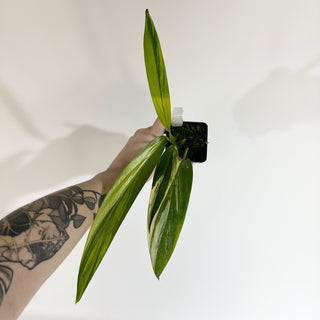 Z-5096 - Epipremnum amplissimum aurea variegata