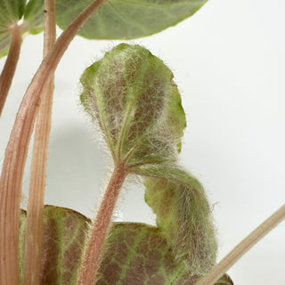 Begonia chingipengii [#1988]