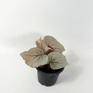 Begonia 'Rice Paper' [#1869]