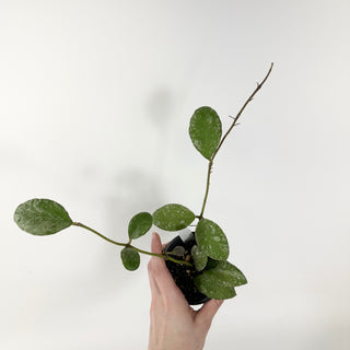 Hoya waymaniae 'Cloudy Sky' [#1772]