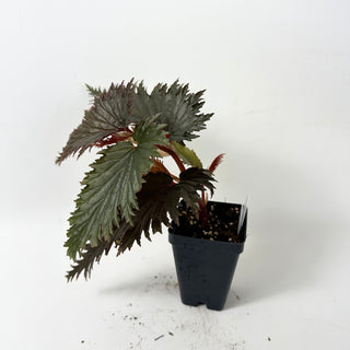 Begonia sp. 'Miri' [#1851]