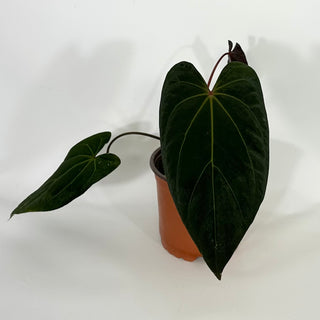 Anthurium 'Zara' x 'Amelia's Delight' [#1256]