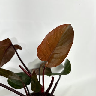 Philodendron 'Orange Princess' (Non-TC)  [#1159]