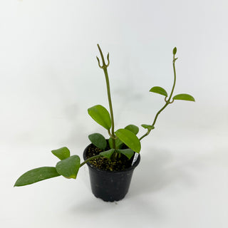 Hoya liangii [#1672]