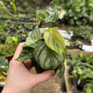 Philodendron aff. brandtianum
