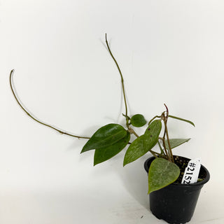 Hoya 'Rime' (splash) [#2152]