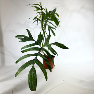 Philodendron pedatum var. Quercifolium (Non-TC) [#1846]