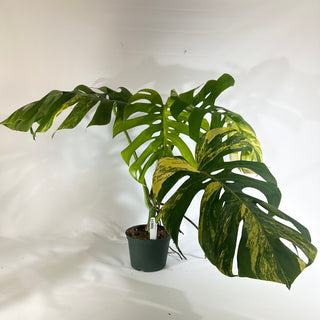 Monstera deliciosa 'Marmorata' [#1806]