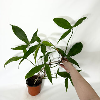 Philodendron micranthum (Non-TC) [#1541]