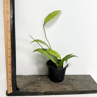 Hoya sp. Aceh Gayo Lues [#1691]