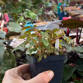 Begonia polilloensis