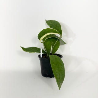 Hoya pimenteliana (outer variegated) [#2261]