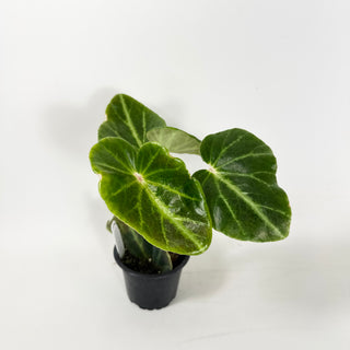 Begonia chingipengii [#1988]