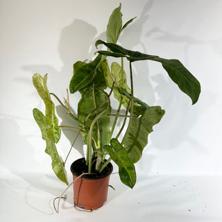 Z-4926 - Philodendron 'Paraiso Verde' (Non-TC)