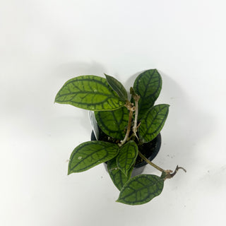 Hoya callistophylla 'Vena' [#1964]
