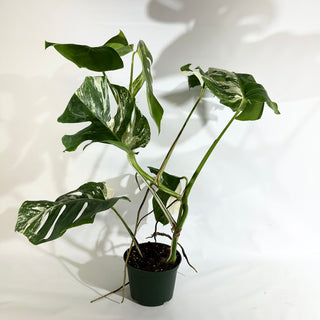 Monstera deliciosa var. borsigiana albo-variegata [#1964]