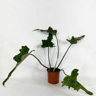 Z-4323 - Philodendron 'Mottled Dragon' (Non-TC)