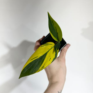 Z-4979 - Scindapsus coriaceus variegated