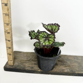 Begonia 'Fairytale' [#2150]
