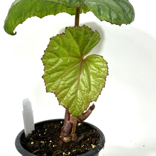 Begonia handelii [#2170]