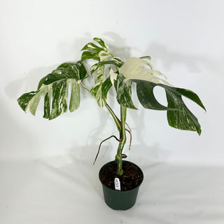 Monstera deliciosa var. borsigiana albo-variegata [#1213]