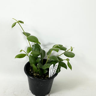 Hoya aeschynanthoides [#1596]