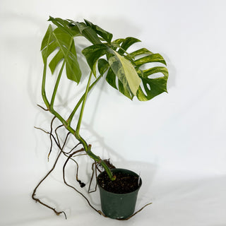 Monstera deliciosa 'Marmorata' [#1208]