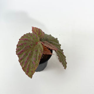Begonia "Crazy Pink" [#2133]