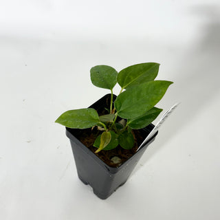 Anthurium 'Prince of Darkness' x indo portillae [#1673]
